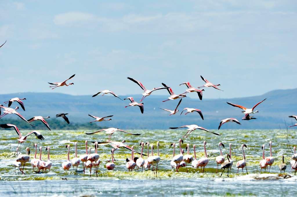 Lake Elmenteita Serena Camp ภายนอก รูปภาพ