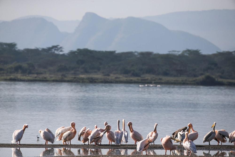 Lake Elmenteita Serena Camp ภายนอก รูปภาพ