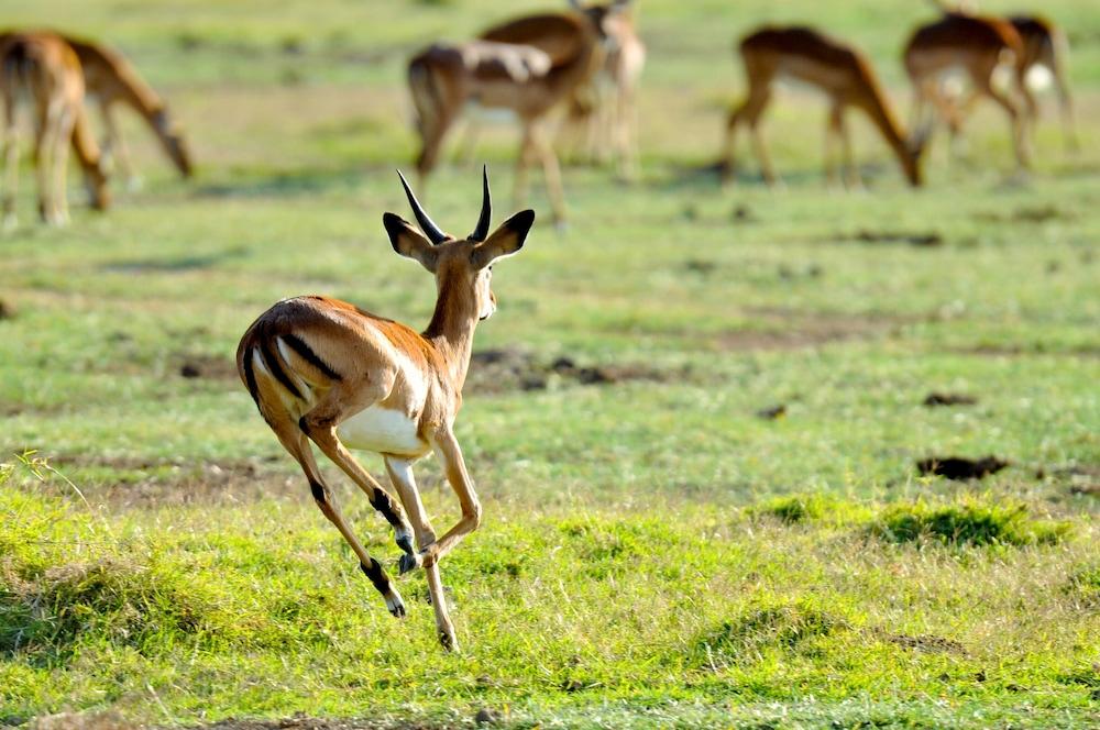 Lake Elmenteita Serena Camp ภายนอก รูปภาพ