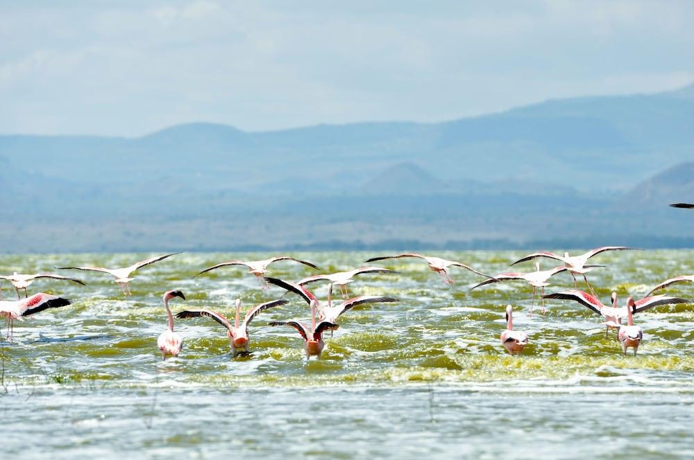 Lake Elmenteita Serena Camp ภายนอก รูปภาพ